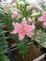 [5330 Euskadi VH No01.JPG]